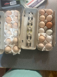  Hatching eggs 