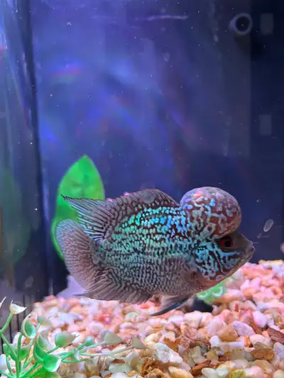 Flowerhorn 6 petit 3 pouce 1 gros 6pouce