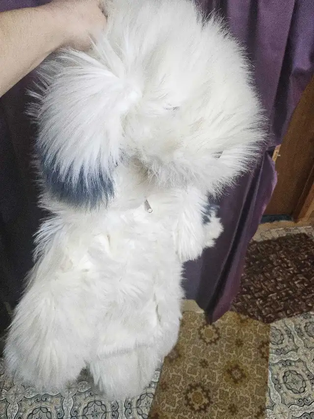 Costume Chien pour enfant 6-7 ans in Costumes in Sherbrooke - Image 10