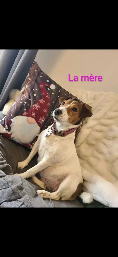 Chiots Jack Russell, View more