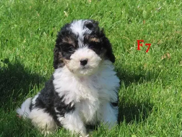 F1B Mini Bernadoodle puppies in Dogs & Puppies for Rehoming in Oakville / Halton Region - Image 4
