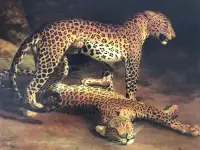 Plaqued Jaguars Print