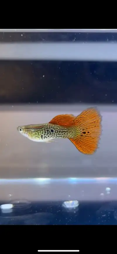 pure strain red lace guppies, View more