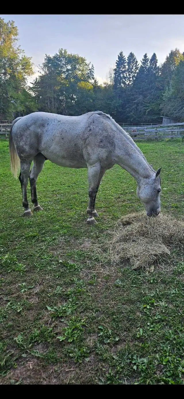horse for sale in Horses & Ponies for Rehoming in Oakville / Halton Region - Image 4