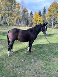 Almost 12 year old gelding 