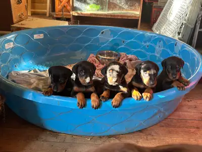 Doberman puppies in Dalkeith Ontario, not ottawa, View more