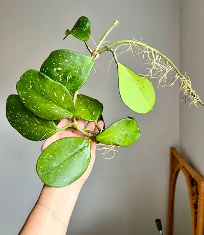 Hoya Obovata Splash Healthy Plant, View more