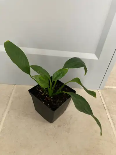 Peace Lily Plant, View more