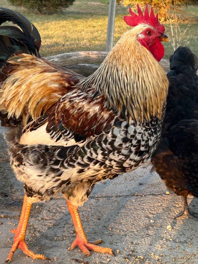 Fertilized free range chicken eggs  in Livestock in Chatham-Kent - Image 2