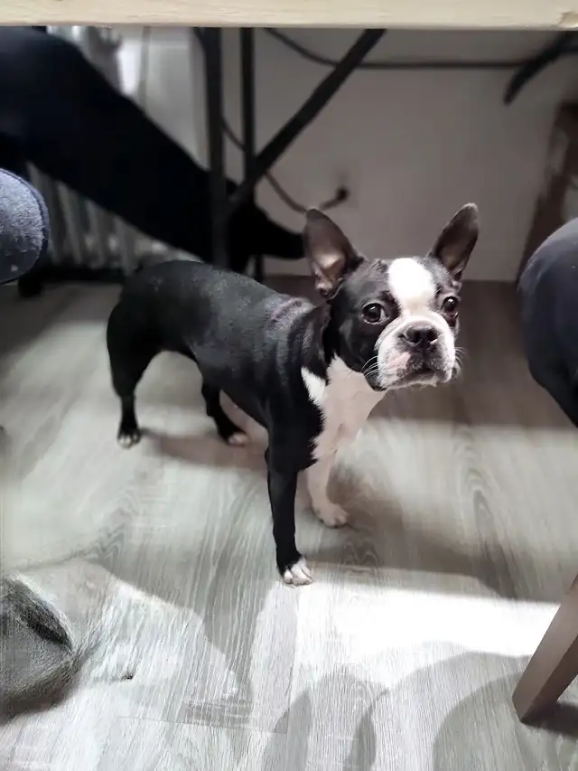 Chien+Boston+a+vendre in Dogs & Puppies for Rehoming in Gatineau - Image 3