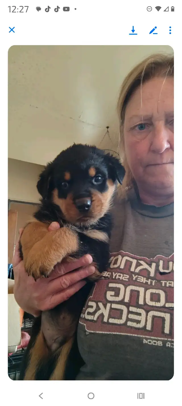 ROTTWEILER PUPPIES!!! in Dogs & Puppies for Rehoming in Edmonton - Image 4