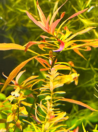 Ludwigia repens x arcuata Aquatic plant