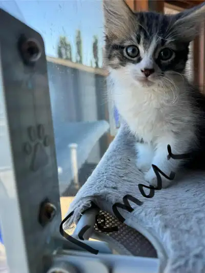 4 kittens, View more