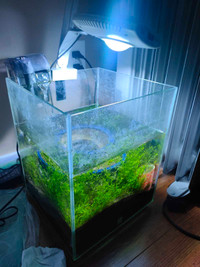 Aquatic setting including filter, light and tank