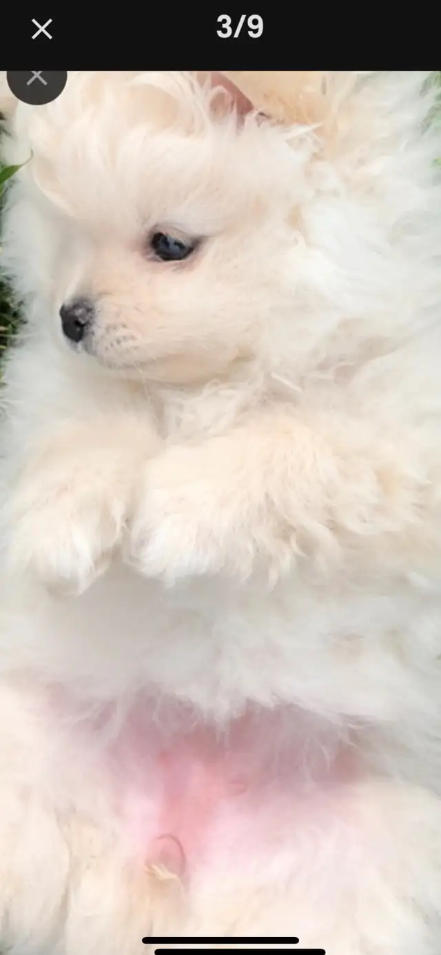 Pomeranian purebred  puppies ❤️ in Dogs & Puppies for Rehoming in Edmonton - Image 8