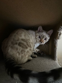 Beautiful & sweet TICA Registered Silver Seal Lynx Snow Bengal 