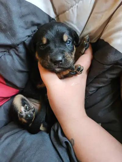 German sheppard Mix, View more