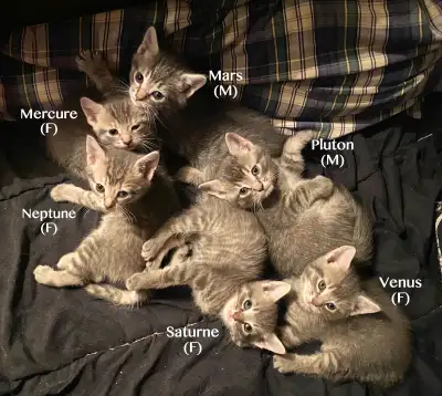 Magnifiques chatons Tabby/Bengal Adorable Kittens (6), View more