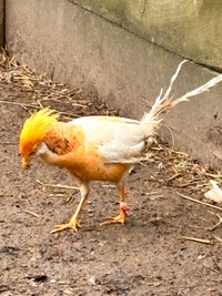 Peach golden pheasant male 