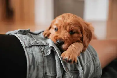 Golden Cavaliers (Mini Golden Retriever), Voir plus