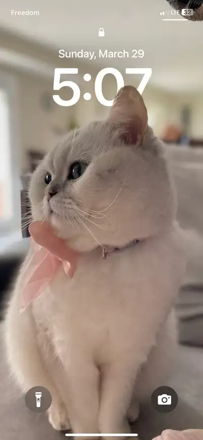 British Shorthair Cat, View more
