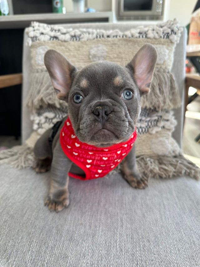 French Bulldog puppy in Dogs & Puppies for Rehoming in Calgary - Image 3