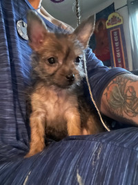 Yorkie3/4/ 1/4 Chihuahua babies