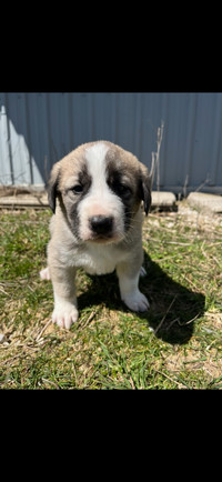 Kangal puppies for sale 