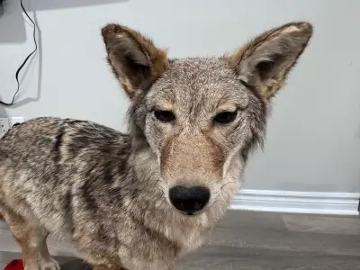 coyote taxidermy, View more