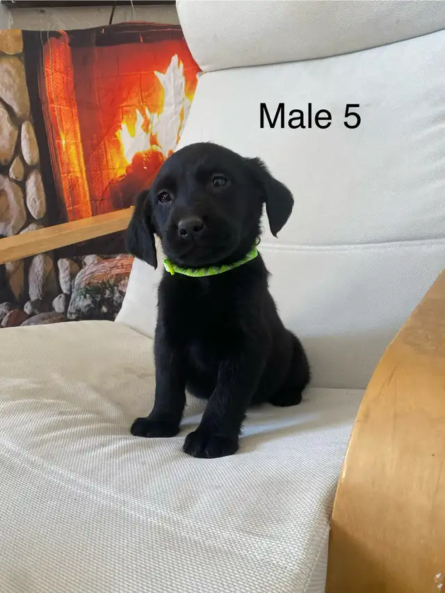 Adorable puppies! in Dogs & Puppies for Rehoming in Winnipeg - Image 6