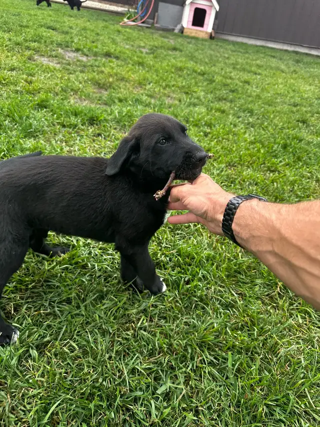 Lab cross pups in Dogs & Puppies for Rehoming in Saskatoon - Image 4