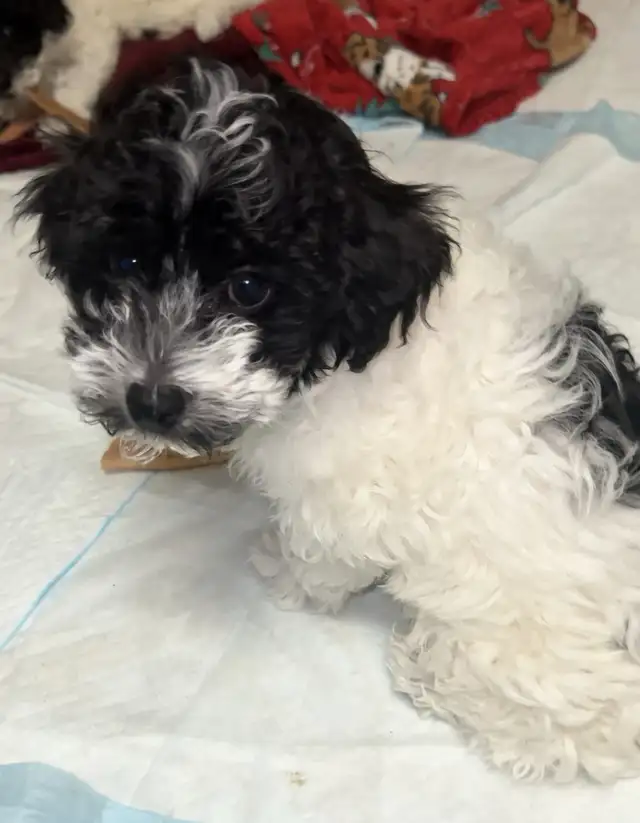 Adorable Charismatic Poochons in Dogs & Puppies for Rehoming in Delta/Surrey/Langley - Image 5