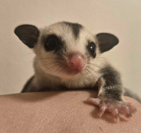 Several Friendly Healthy and Lineaged Glider Joeys Available