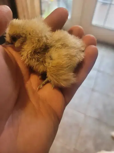 silkie chicks, View more