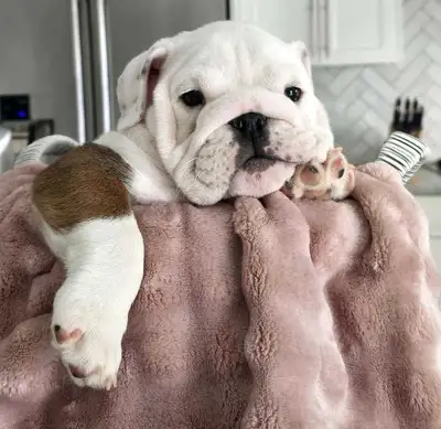 English Bulldog Puppies, View more