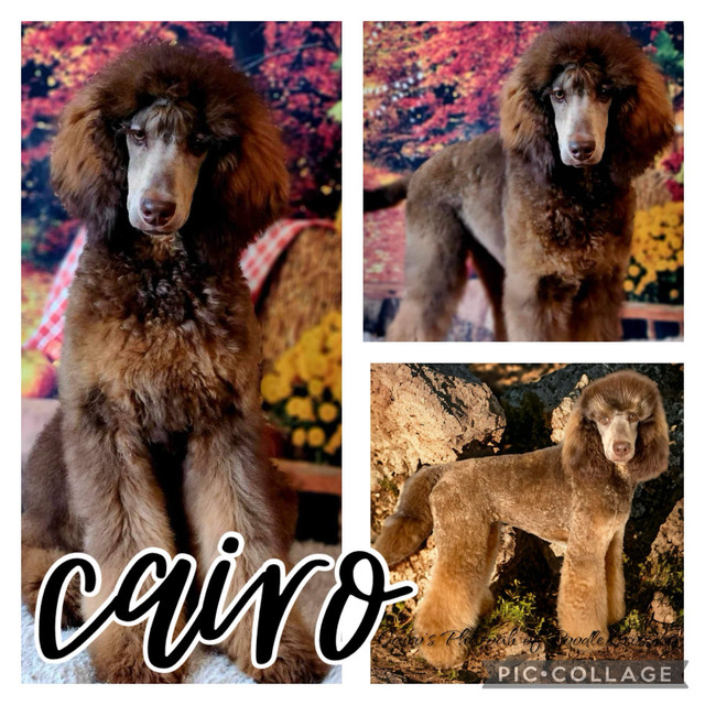 UPCOMING STUNNINLY UNIQUE CKC PUPS- Prairie Belle Poodles  in Dogs & Puppies for Rehoming in Edmonton - Image 2