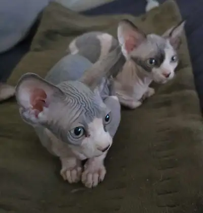 Pure Canadian Sphynx kittens, View more