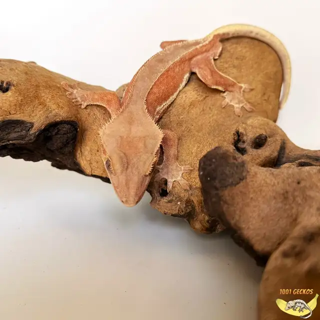 Beautiful Crested Geckos - Babies, Juveniles and Breeders | Reptiles ...