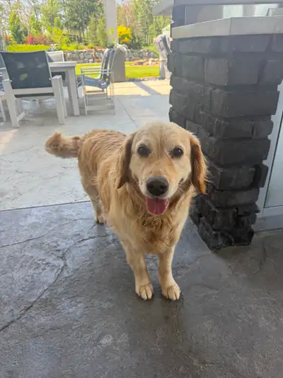 Adult Golden retriever, View more