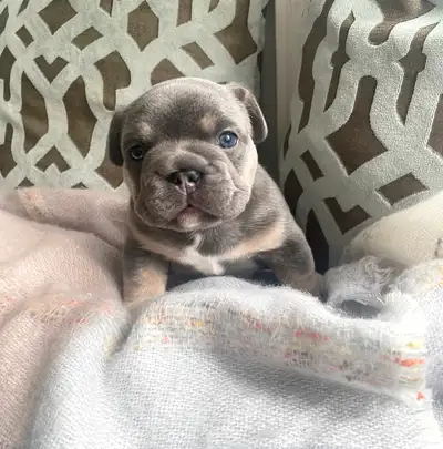 Our Lilac and Tan beautiful boy will be ready for his new home May 20th. Vet check done at 4 weeks a...