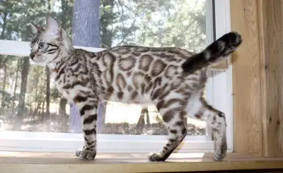 *Located in Fredericton, NB* (506)282-3299 HEMLOCK HILL BENGALS TICA Registered Cattery Highest Qual...