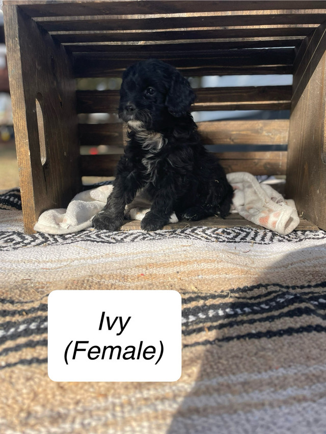 Cavapoo Puppies- 1 male, 6 female in Dogs & Puppies for Rehoming in Saskatoon - Image 3