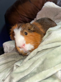 Guinea pig for rehoming