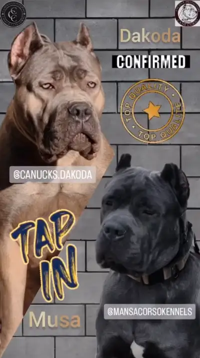ICCF Registered Champion Bloodlines Cane Corso Puppies Coming Soon! Mother Canucks Dakoda. Father Ma...