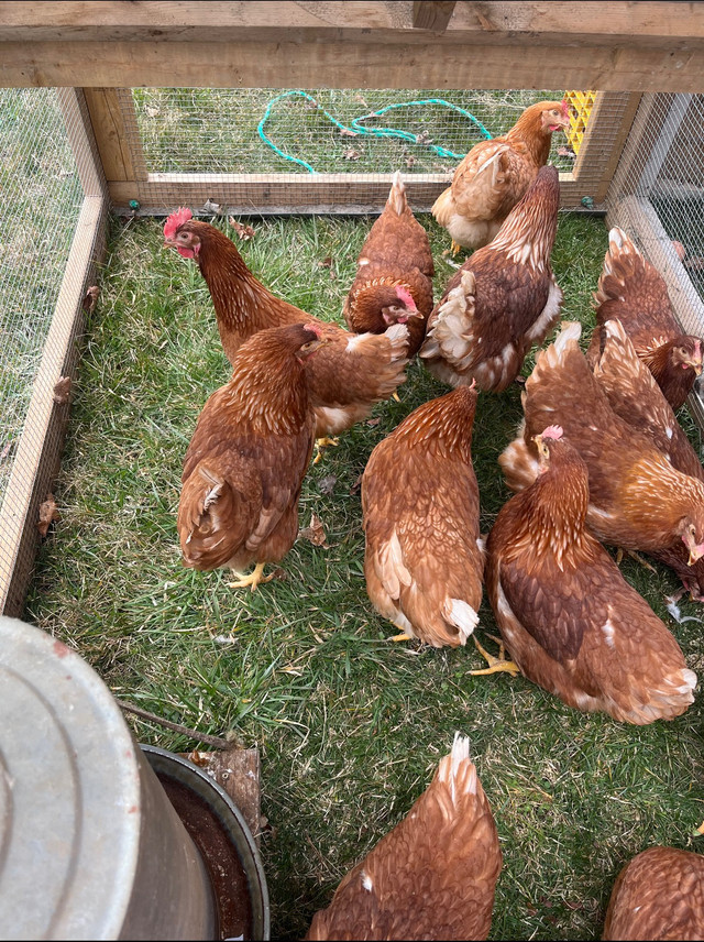 Pasture Raised Ready to lay hens for Sale in Livestock in Oshawa / Durham Region