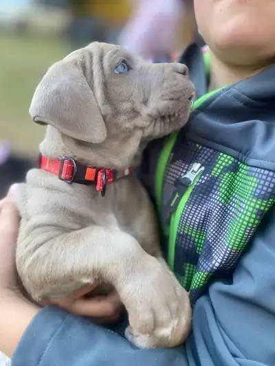 cane corso, View more
