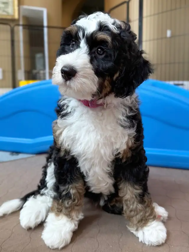 Guardian Home Wanted: Love a Bernedoodle, We Cover the Rest! in Dogs & Puppies for Rehoming in Markham / York Region - Image 3