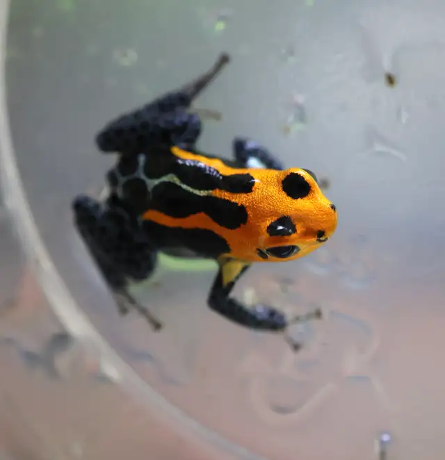 Ranitomeya imitator "Varadero" in Reptiles & Amphibians for Rehoming in North Shore - Image 2