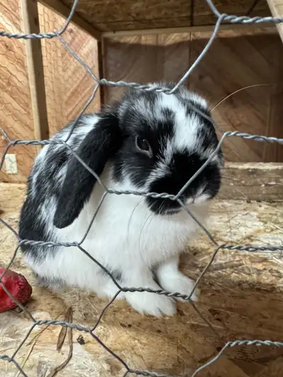 bébé lapin nain bélier hollandais 4 mois, View more