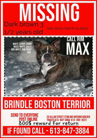 Missing Boston Terrier(brown and black brindle) $800 reward 
